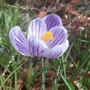 Meet your Posher, Alli